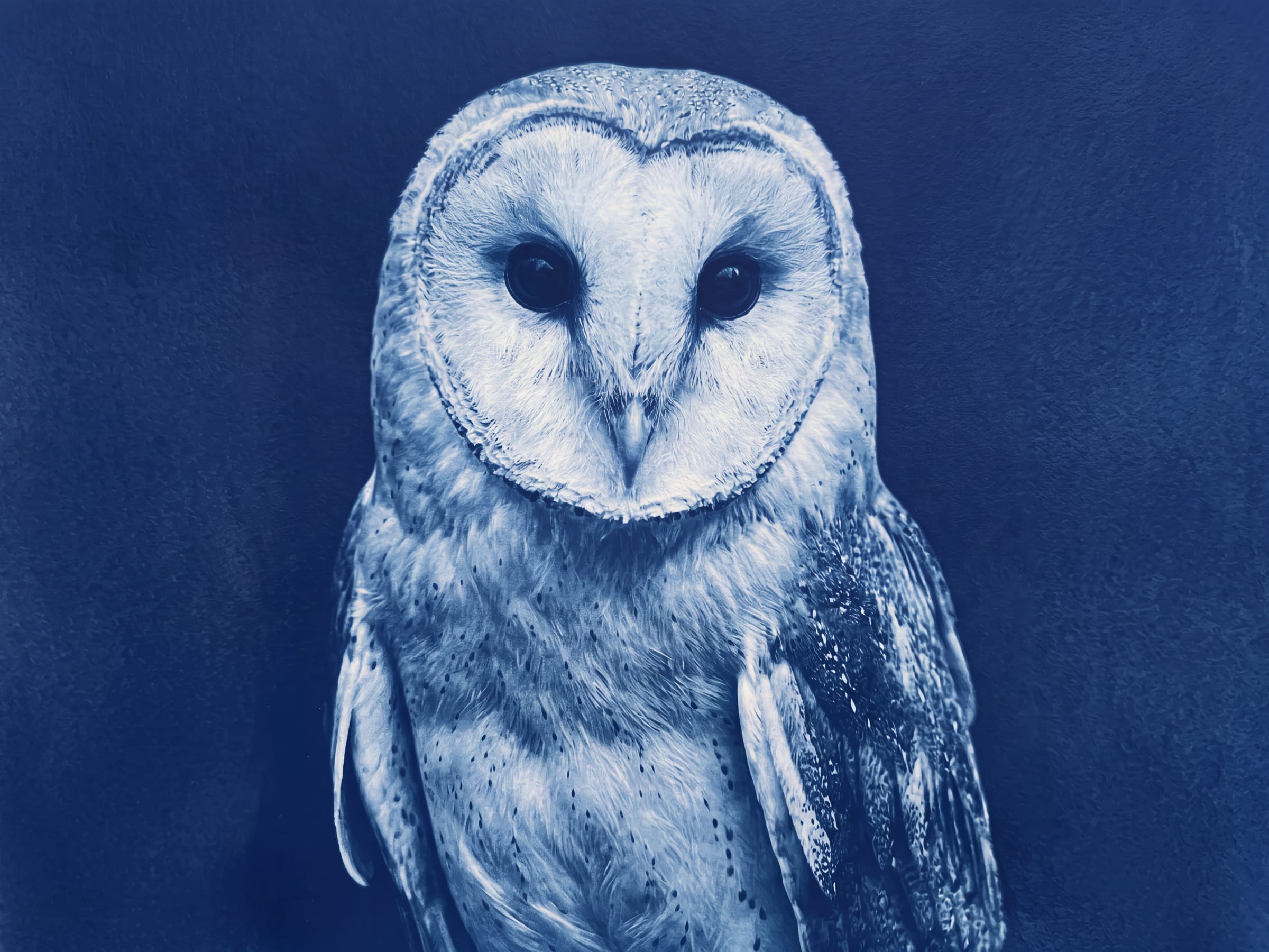 A barn owl rendered in cyanotype blue and white, its heart-shaped face and feather detail held against a flat deep blue field.