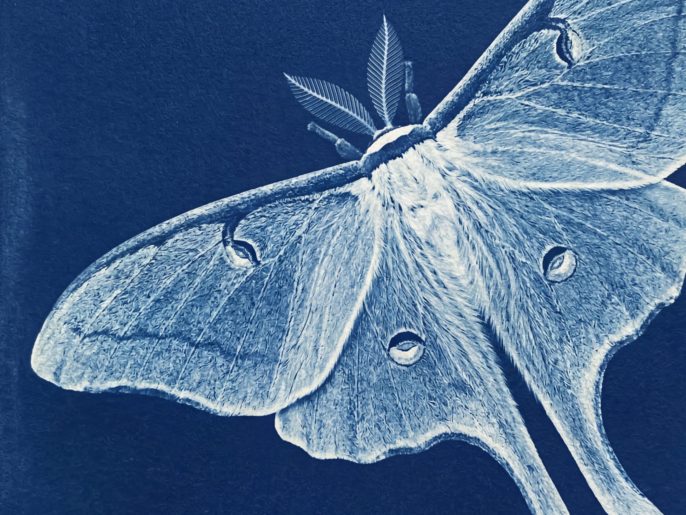 A luna moth in cyanotype blue and white, wings filling the right of the frame against a flat field of deep blue.