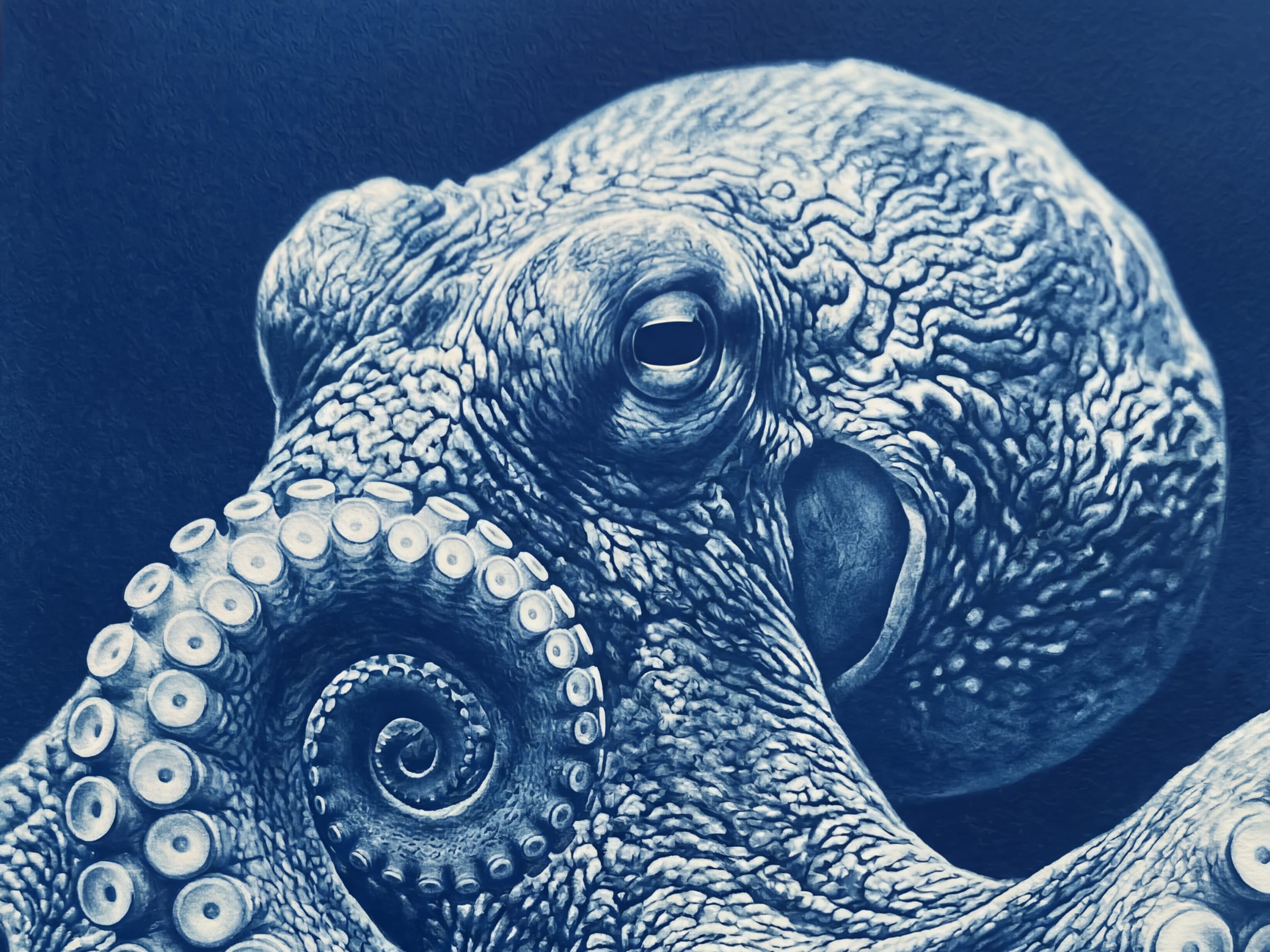 An octopus in cyanotype blue, eye and suckers in fine detail, its darkest tones still sitting lighter than the background behind it.